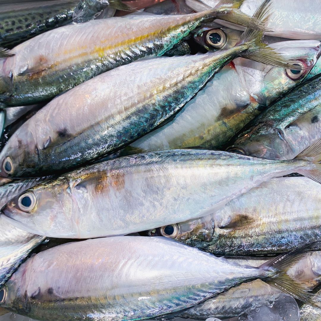 trading pescado congelado cazmar